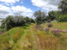 Flora del Cerro Masatrigo